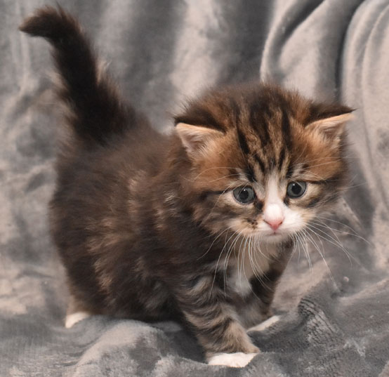 sibirisk kattunge James