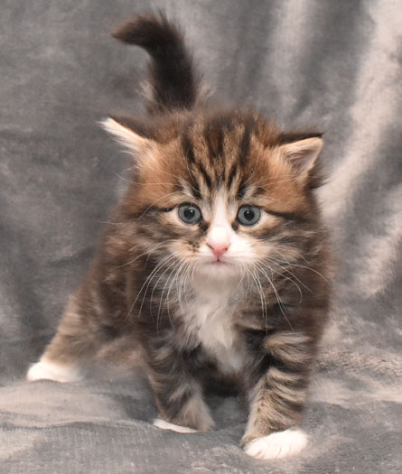 sibirisk kattunge James
