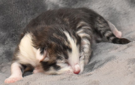 sibirisk kttunge Kalypso