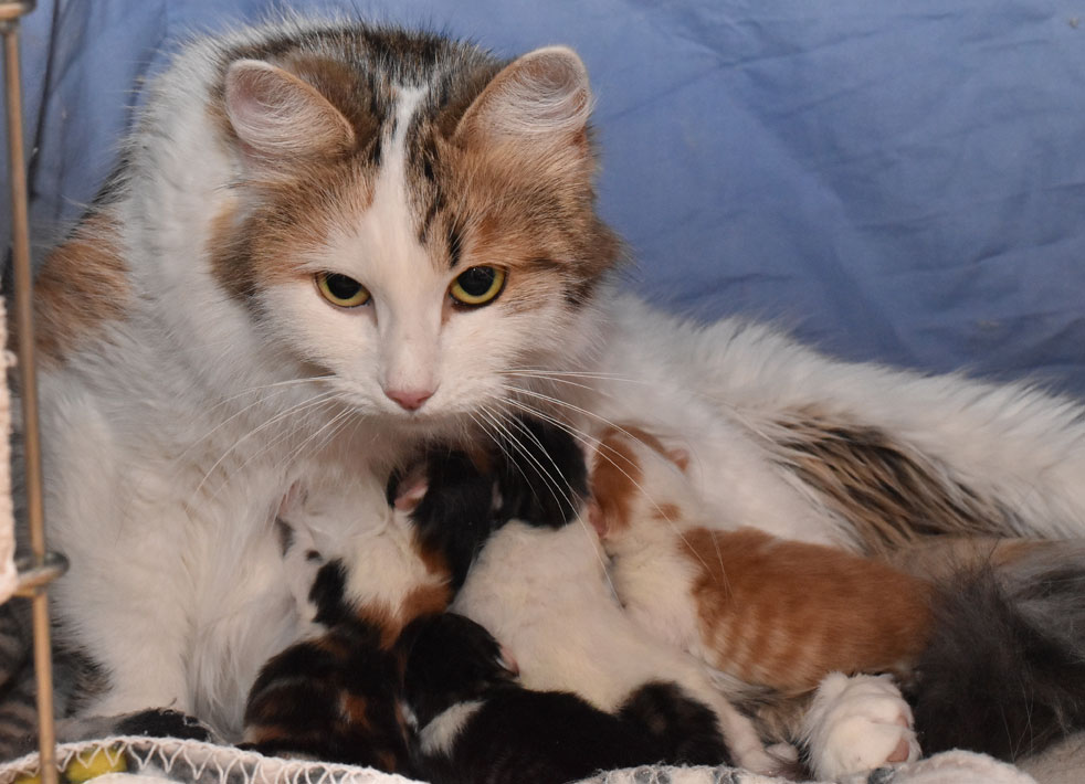 sibiriska kattungar Kk-kull