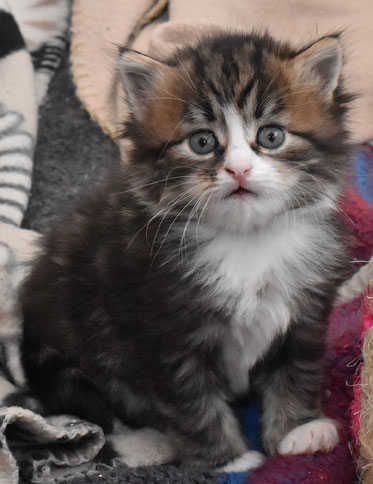 sibirisk kattunge James