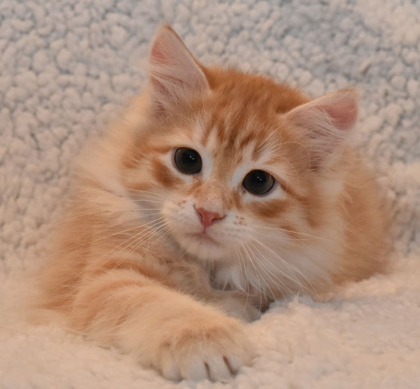 sibirisk kattunge Irwin