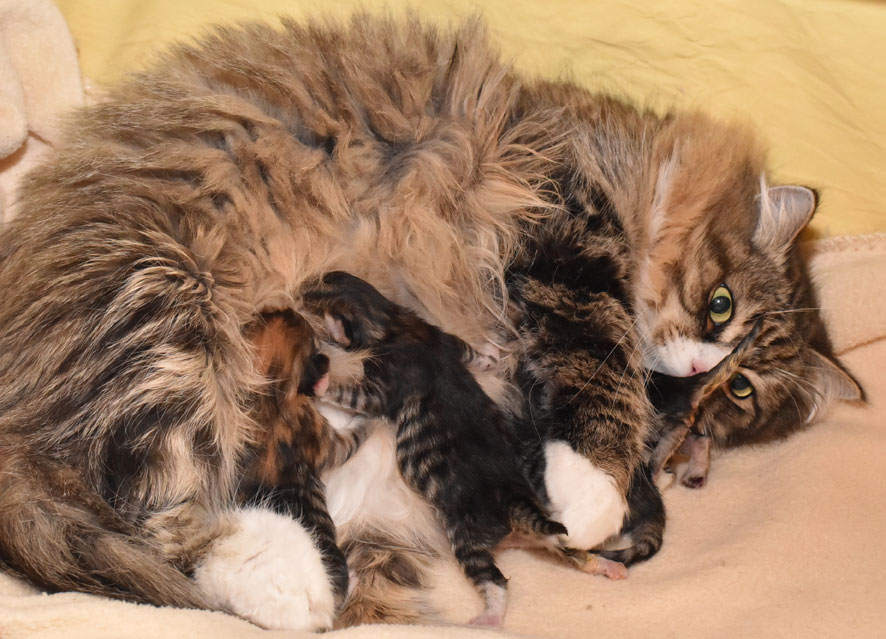 sibirisk kattungar LL-kull