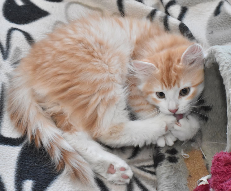sibirisk kattunge Ivan