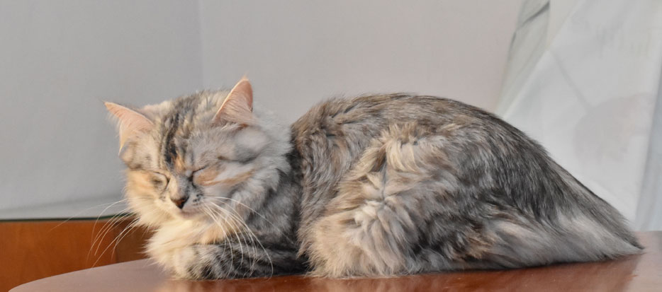 sibirisk katt Zinnie