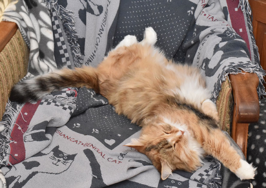 sibirisk katt Dani