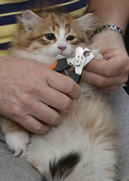 sibirisk kattunge Io