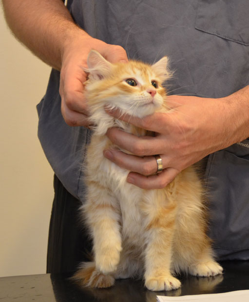 sibirisk kattunge Irwin