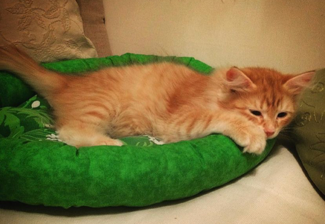 Sibisk katt Irwin