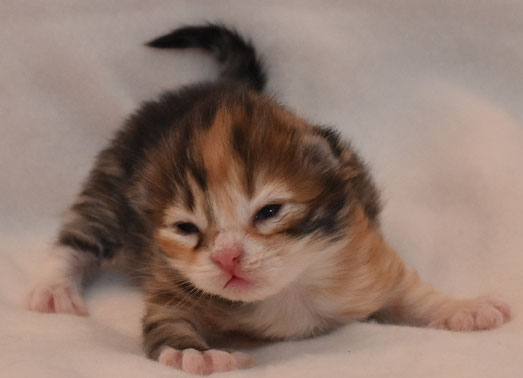 sibirisk kattunge Lyra