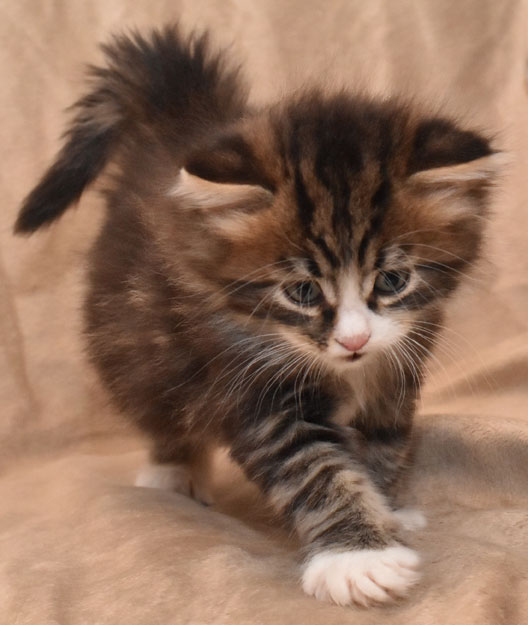 sibirisk kattunge James