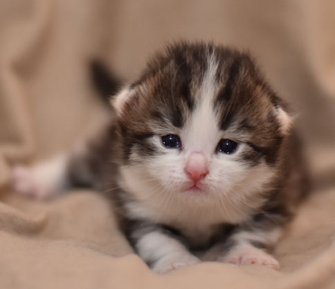 sibirisk kattunge