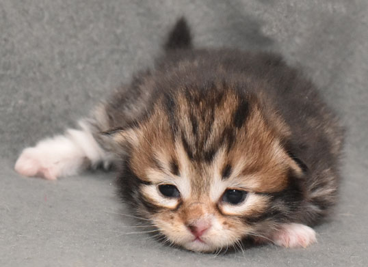 sibirisk kattunge Lynx