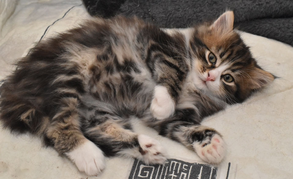 sibirisk kattunge James