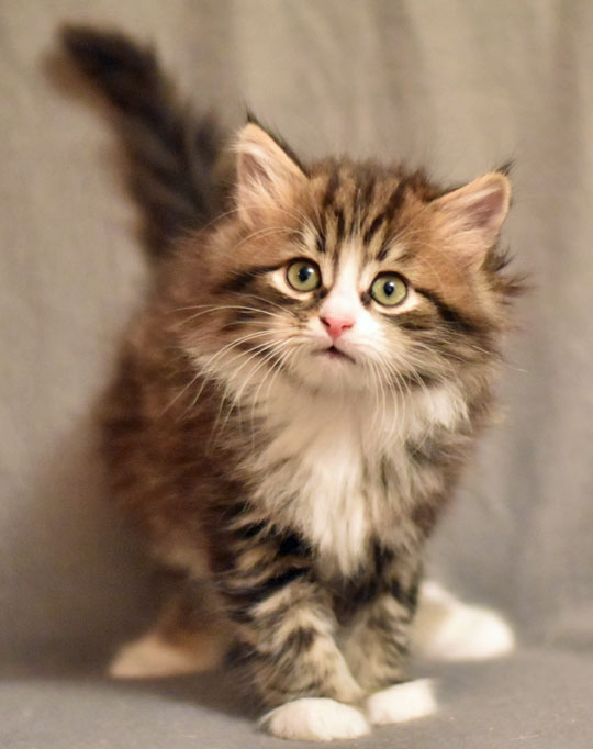 sibirisk kattunge James
