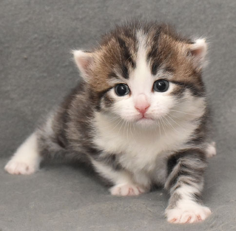 sibirisk kattunge Kalypso