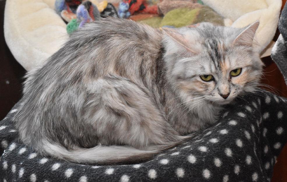 sibirisk katt Zinnie