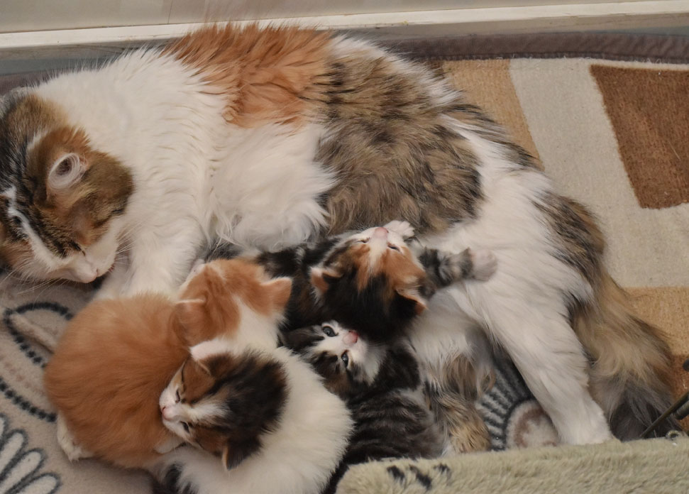 sibirisk katt Tracie