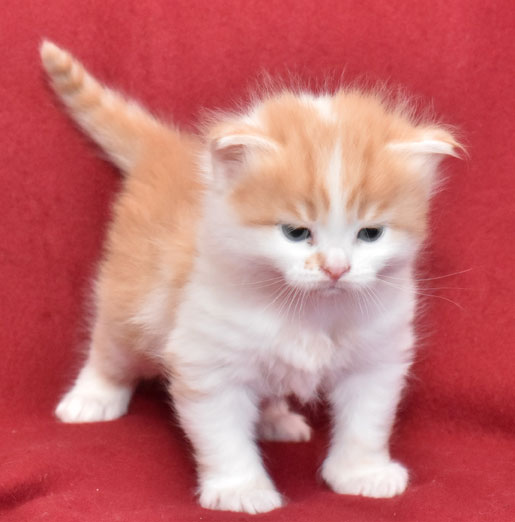 sibirisk kattunge King
