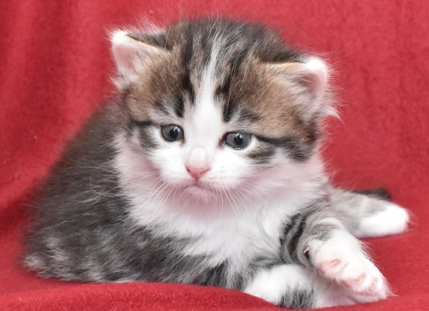 sibirisk kattunge Kalypso