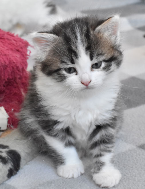 sibirisk kattunge Kalypso