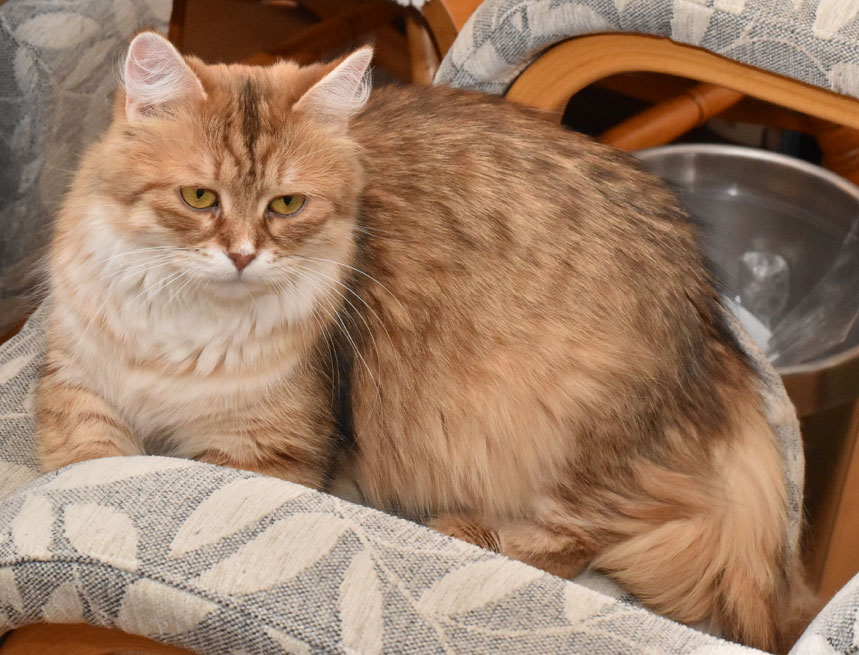 sibirisk katt Uni