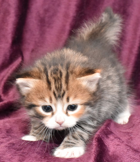 sibirisk kattunge Libra
