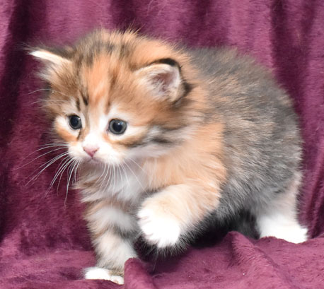 sibirisk kattunge Lyra