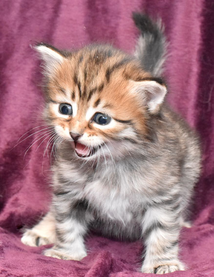 sibirisk kattunge Lulin