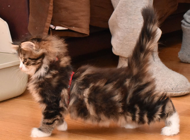 sibirisk kattunge James