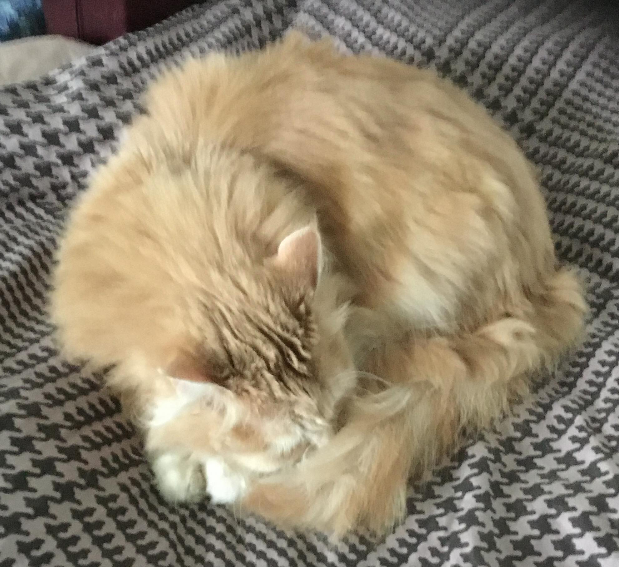 sibirisk katt Magni