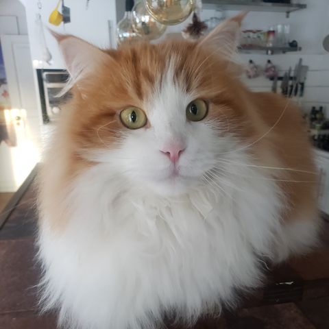 sibirisk katt Rost
