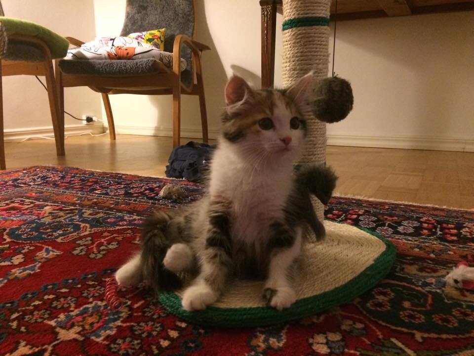 sibirisk kattunge Katja