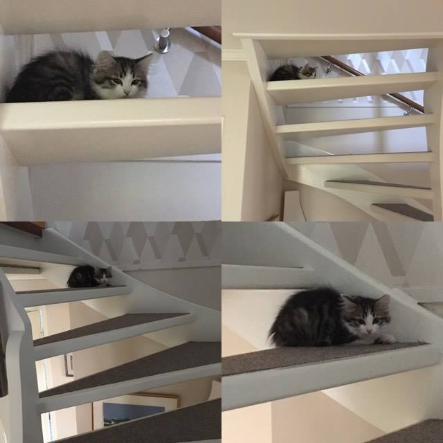 sibirisk katt Kalypso