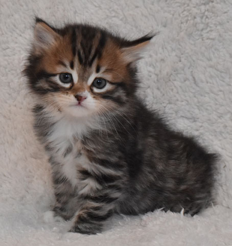 sibirisk kattunge Lynx