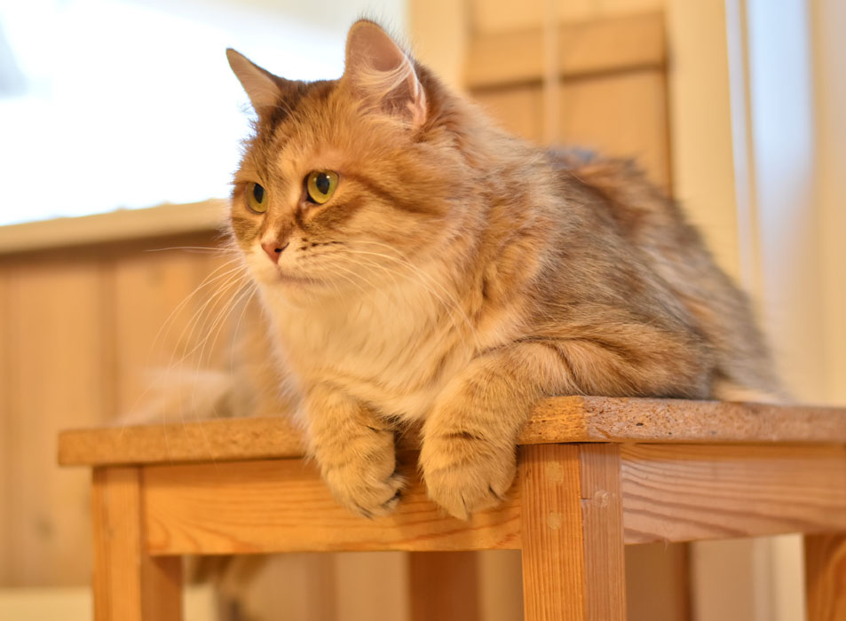 sibirisk katt Uni