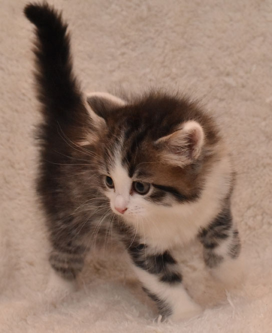 Sibirisk kattunge Kalypso