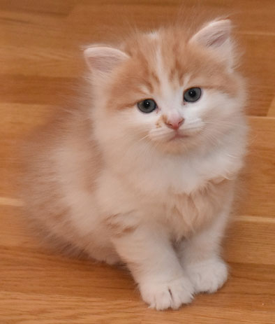 sibirisk kattunge King