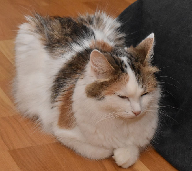 sibirisk katt Tracie