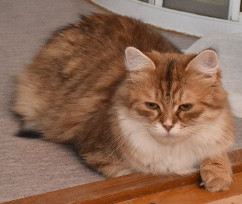 sibirisk katt Uni
