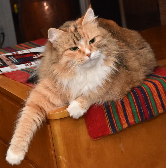 Sibirisk katt Dani
