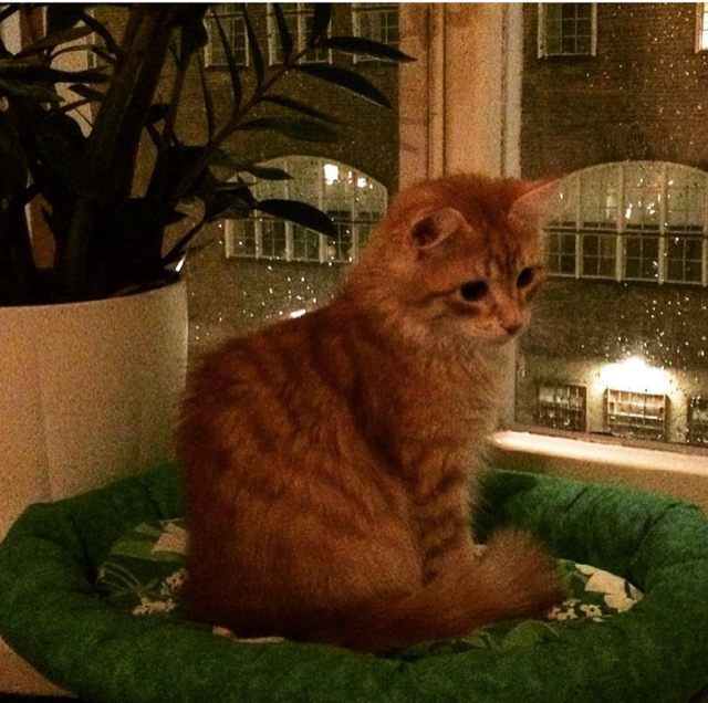 Sibirisk katt Irwin