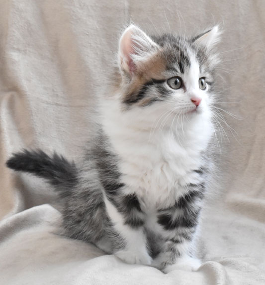 sibirisk kattunge Kalypso