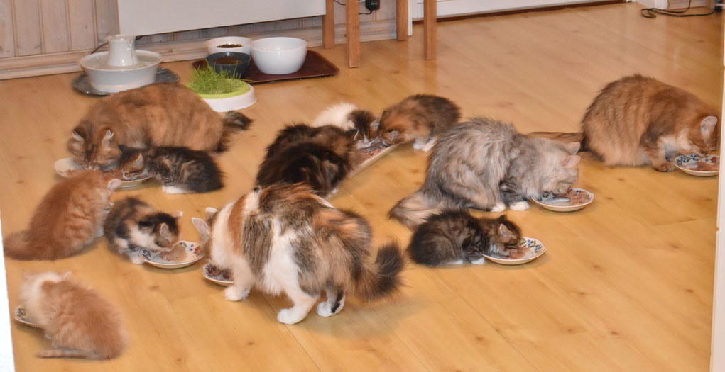 sibirisk kattungar