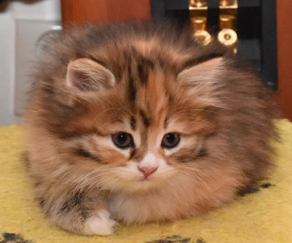sibirisk kattunge Lyra