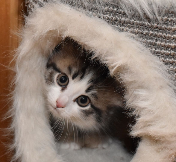 sibirisk kattunge Kalypso