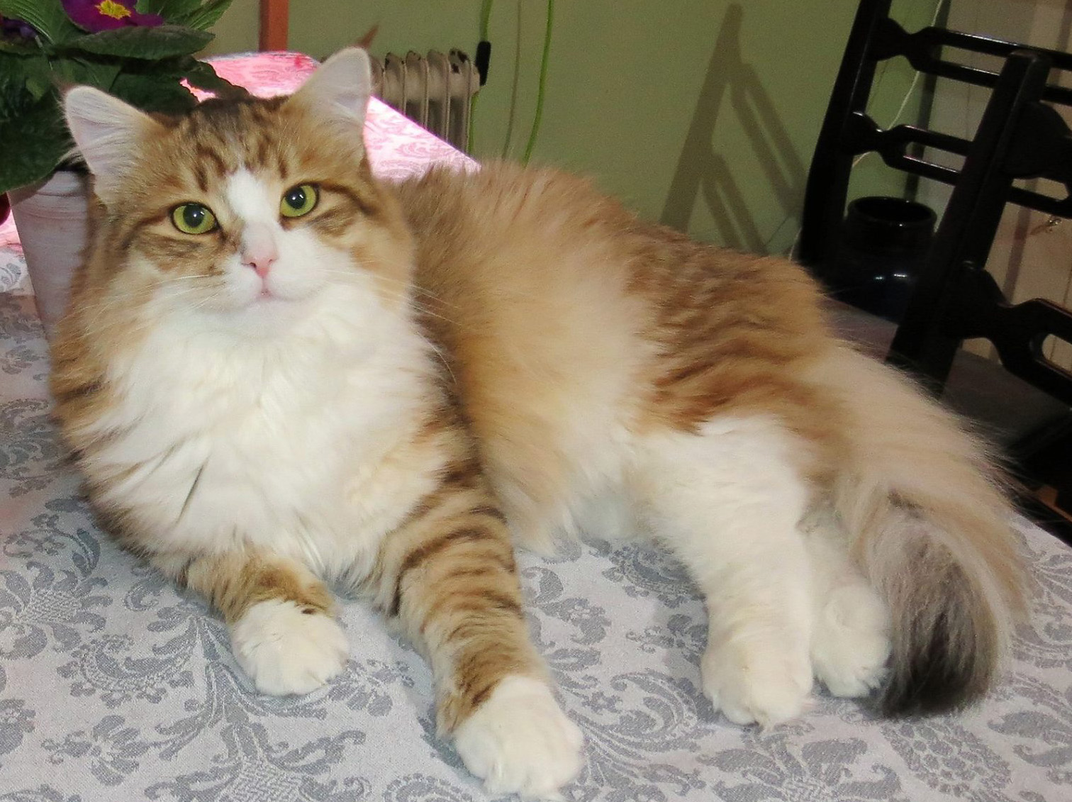 Sibirisk katt Galileo