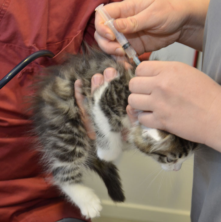sibirisk kattunge Kalypso