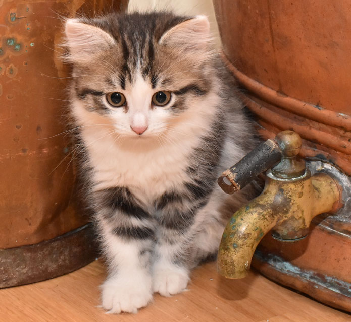 sibirisk kattunge Kalypso