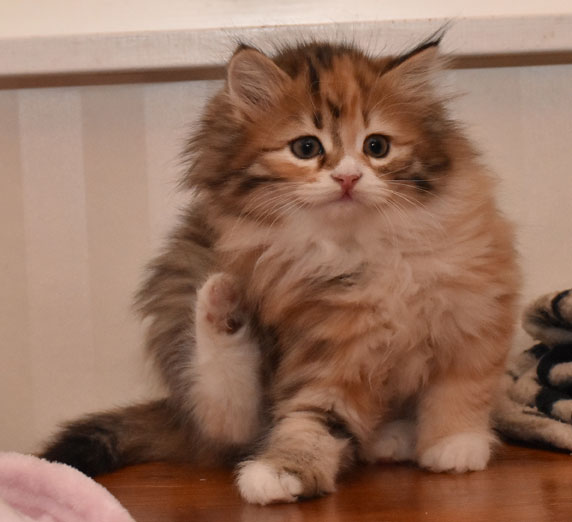 sibirisk kattunge Lyra